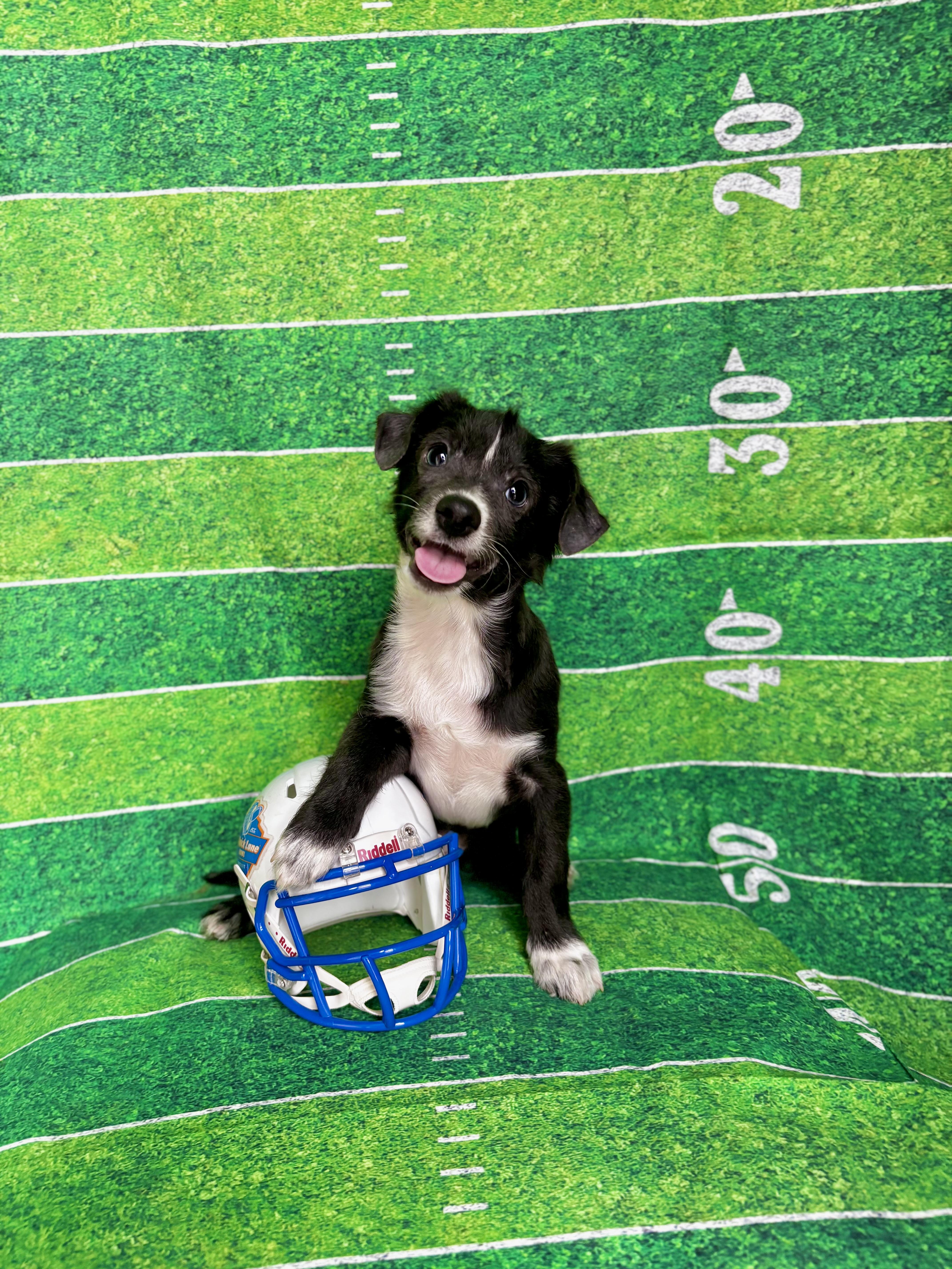 Enlarge Roo - Winnie the Pooh Litter, a Adopted mixed breed in Benbrook, TX image 1/6