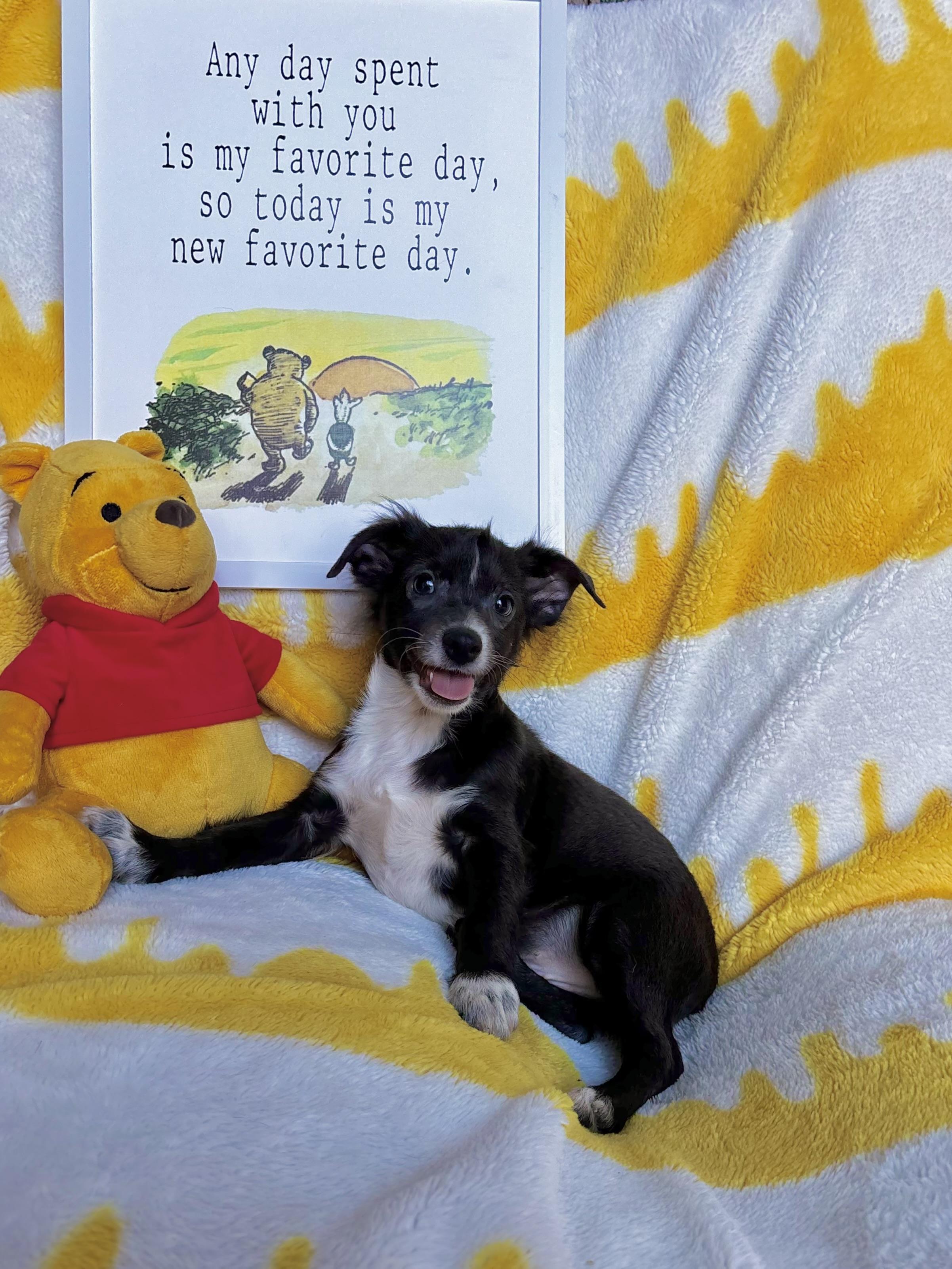 Enlarge Roo - Winnie the Pooh Litter, a Adopted mixed breed in Benbrook, TX image 2/6
