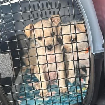 Enlarge Raya, an adopted mixed breed in Salem, VA image 3/5