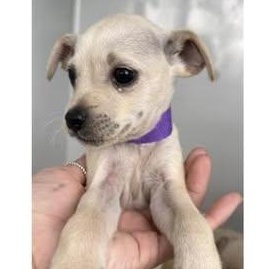 Enlarge Raya, an adopted mixed breed in Salem, VA image 2/5