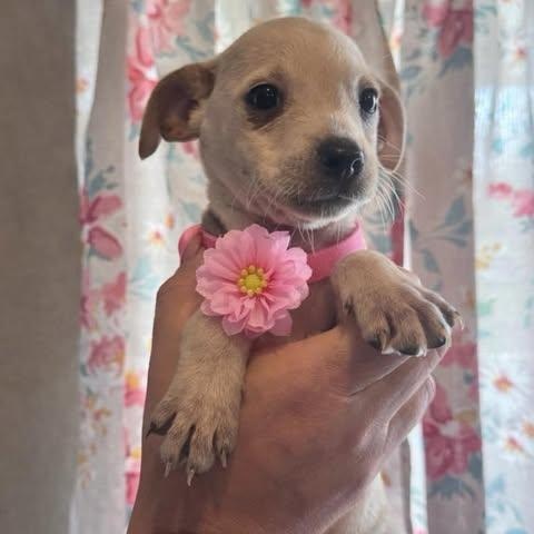 Enlarge Raya, an adopted mixed breed in Salem, VA image 5/5