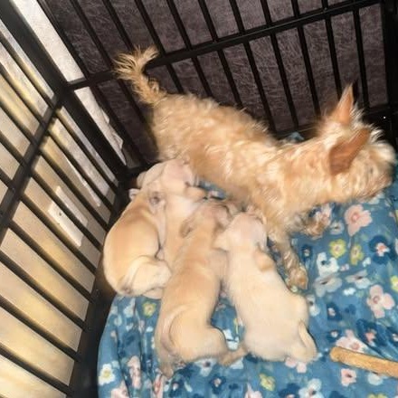 Enlarge Raya, an adopted mixed breed in Salem, VA image 4/5