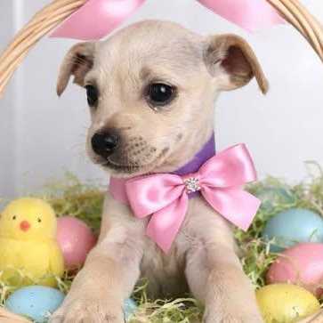 Enlarge Raya, an adopted mixed breed in Salem, VA image 1/5