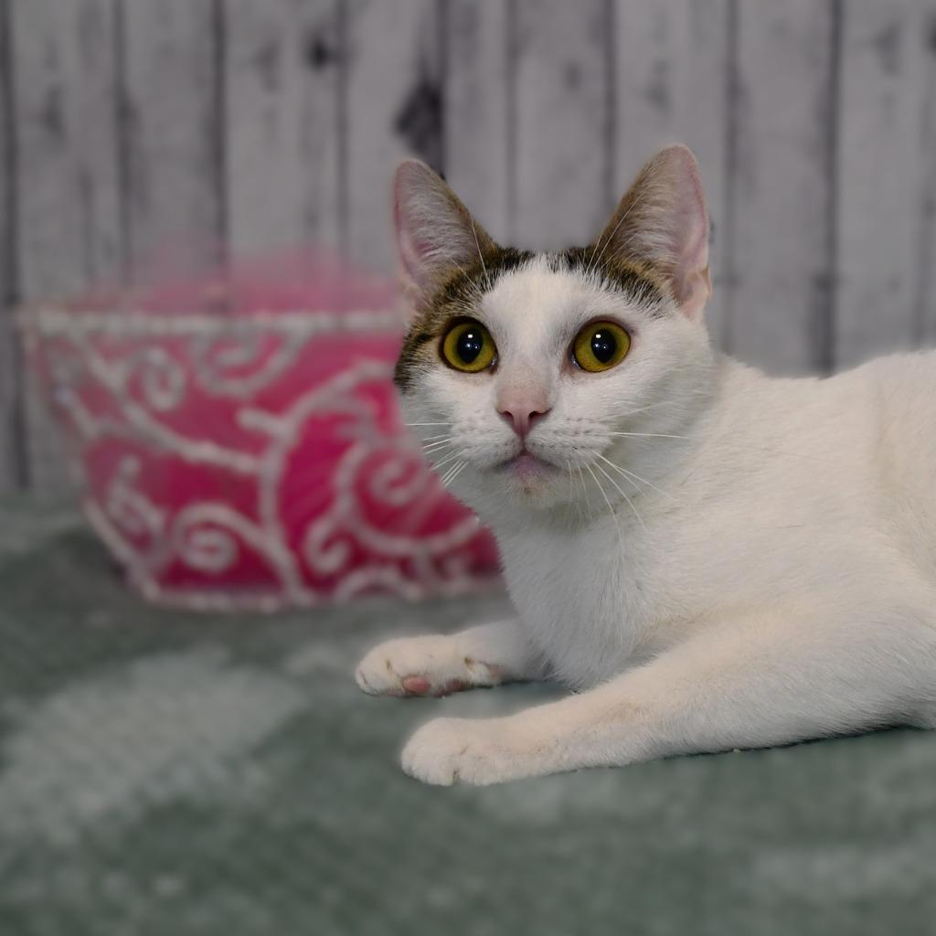 Shauna, Adoptable, Young Female Domestic Short Hair.