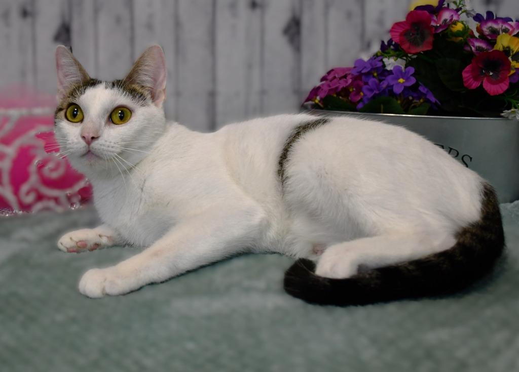 Enlarge Shauna, a Adoptable mixed breed in Roanoke, TX image 2/3