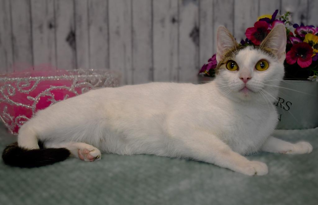 Enlarge Shauna, a Adoptable mixed breed in Roanoke, TX image 3/3