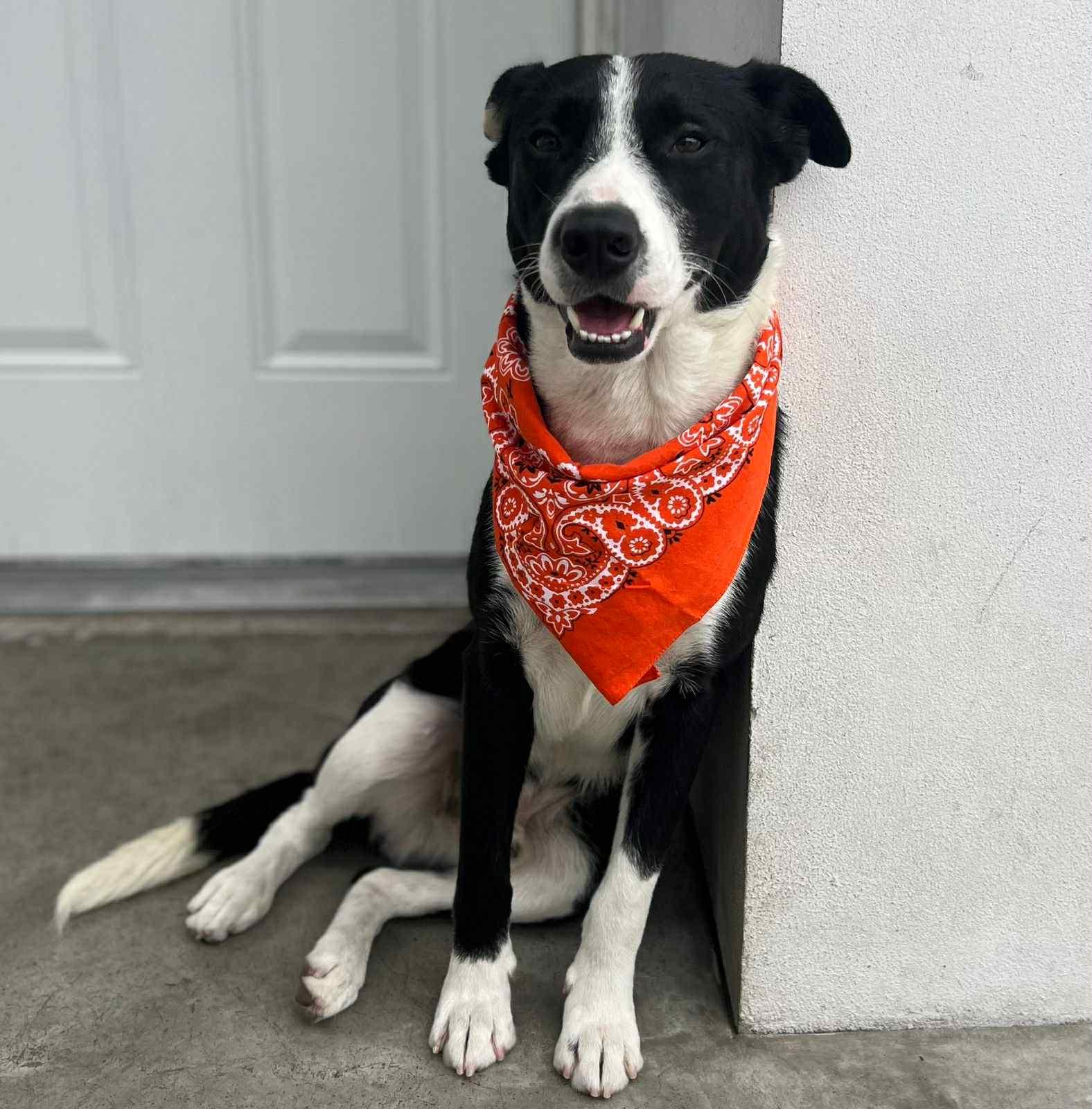 Oreo, Adopted, Adult Male Border Collie.