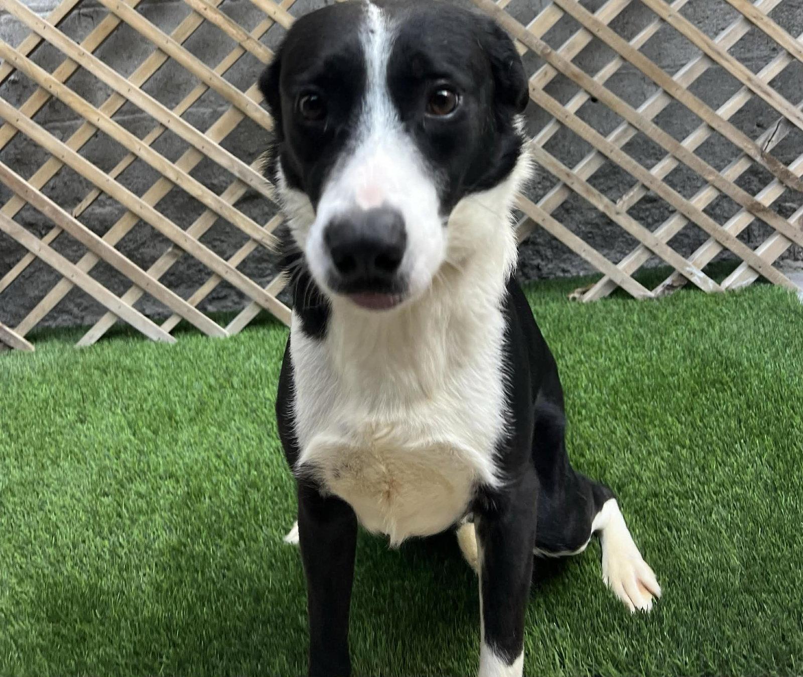 Enlarge Oreo, a Adopted Border Collie in Crystal, MN image 2/3