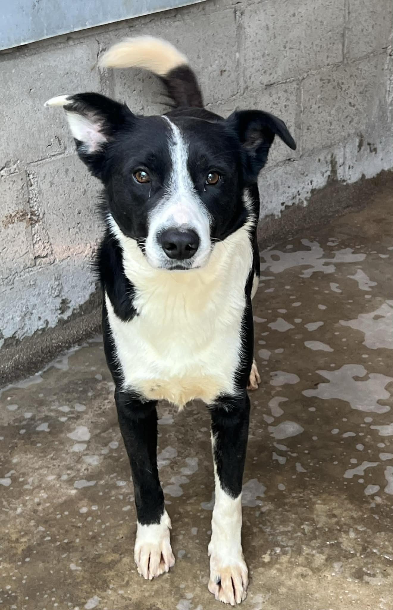 Enlarge Oreo, a Adopted Border Collie in Crystal, MN image 3/3