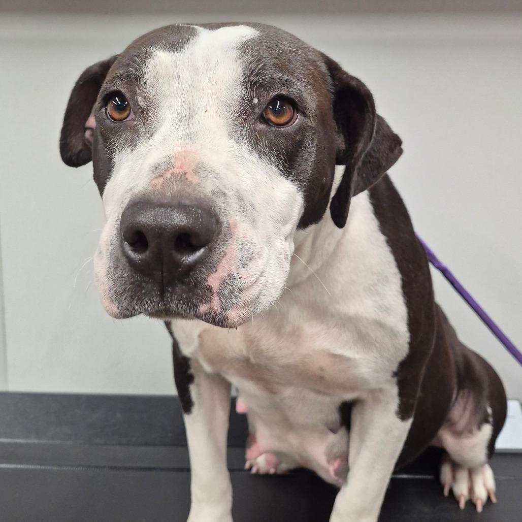 Enlarge Myrtle, a Adoptable mixed breed in Palm Springs, CA image 1/2