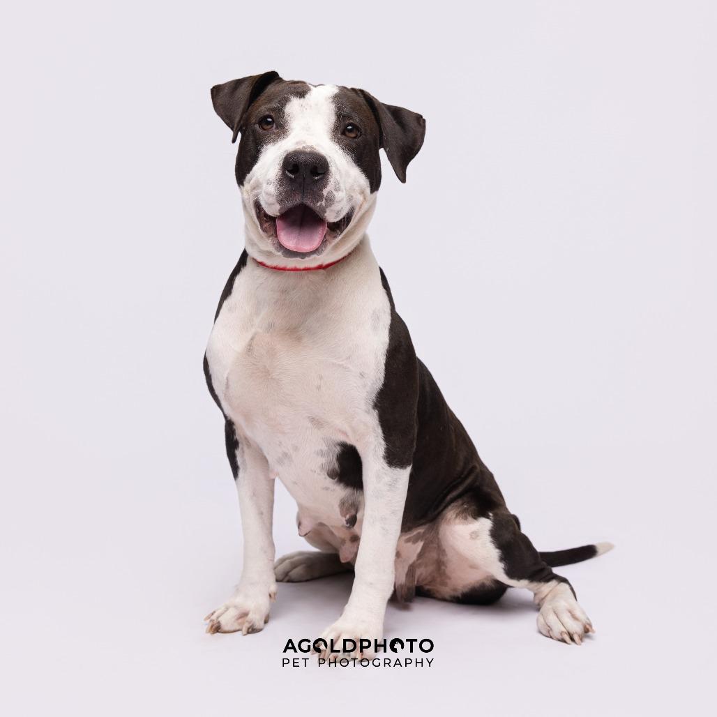 Enlarge Myrtle, a Adoptable mixed breed in Palm Springs, CA image 2/2