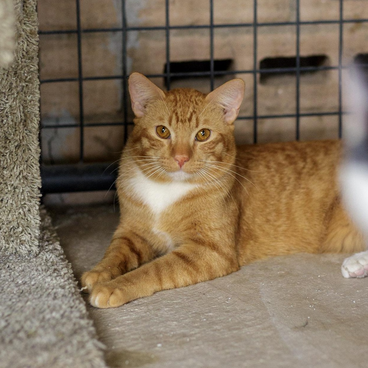 Enlarge Paprika, an adopted Domestic Short Hair in Marana, AZ image 1/1