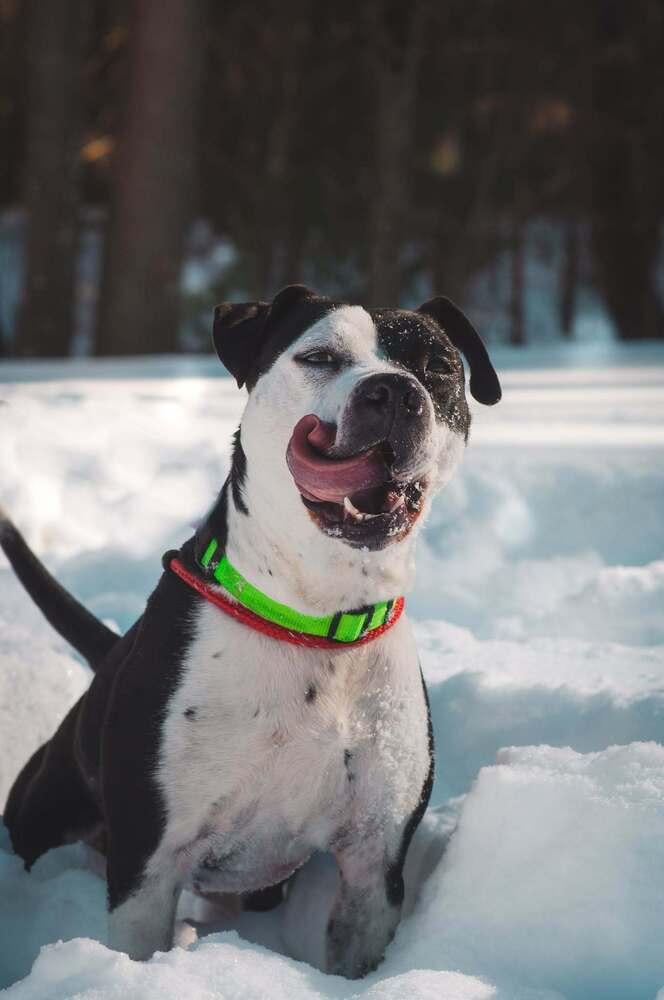 Enlarge Sophia, a Adopted mixed breed in Groveland, MA image 1/6
