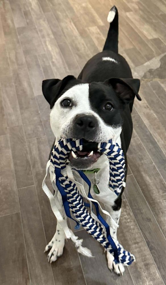 Sophia, Adopted, Adult Female Pit Bull Terrier.