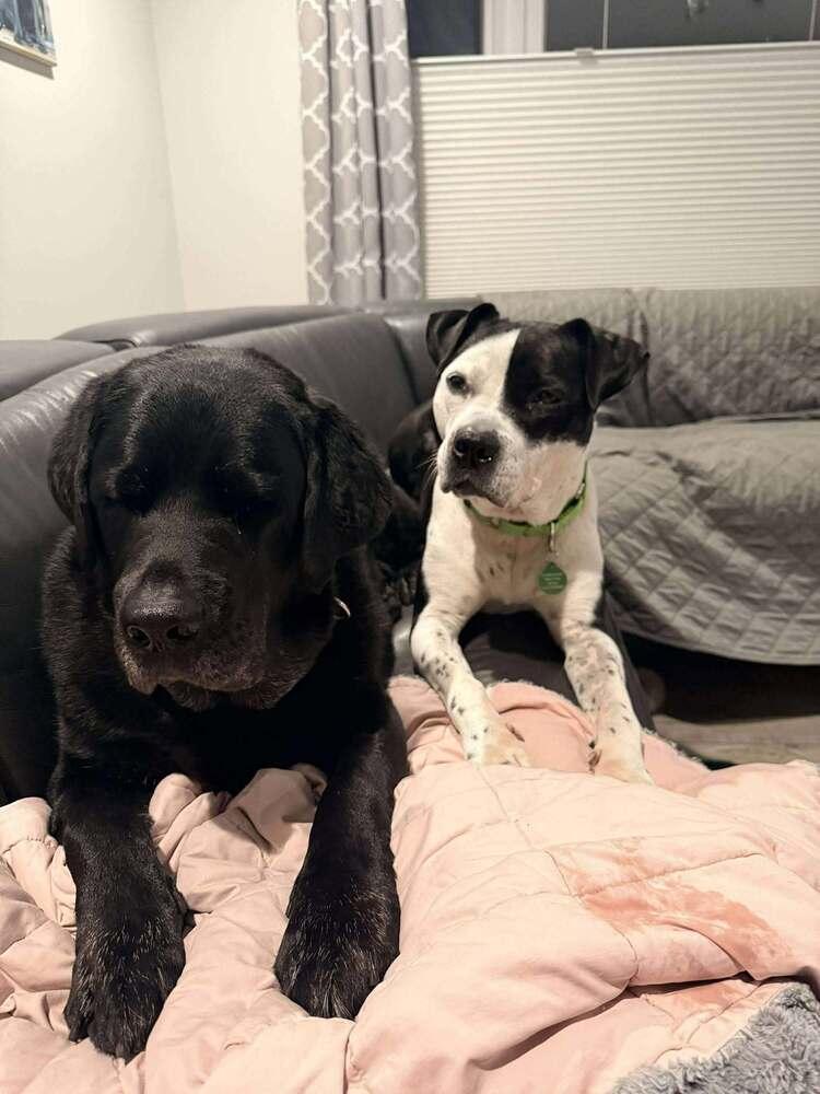 Enlarge Sophia, a Adopted mixed breed in Groveland, MA image 2/6