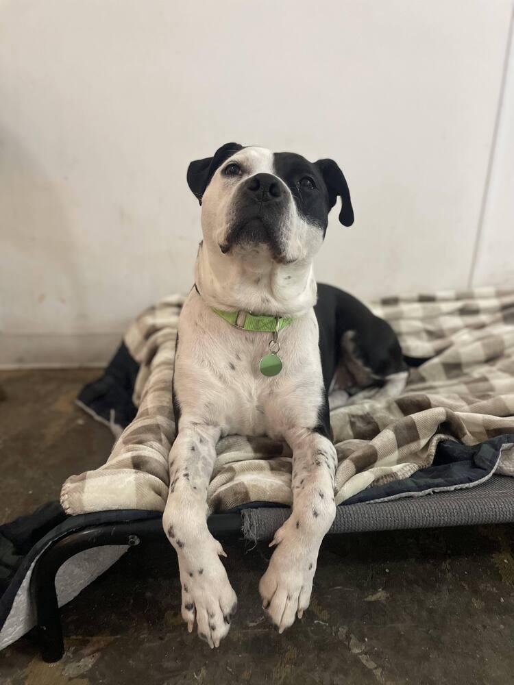 Enlarge Sophia, a Adopted mixed breed in Groveland, MA image 3/6