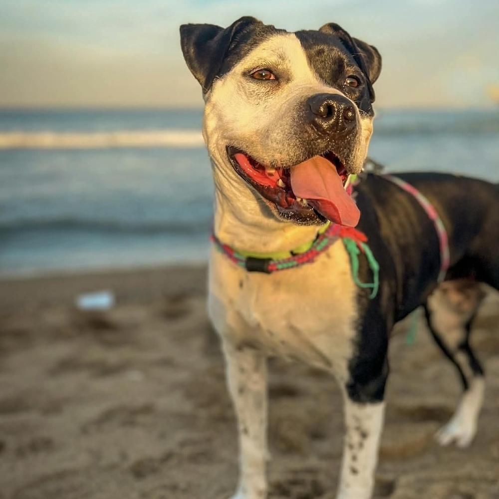 Enlarge Sophia, a Adopted mixed breed in Groveland, MA image 2/6