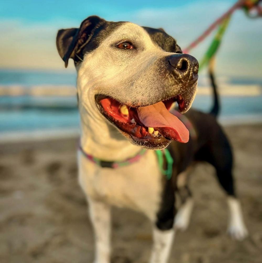 Enlarge Sophia, a Adopted mixed breed in Groveland, MA image 3/6