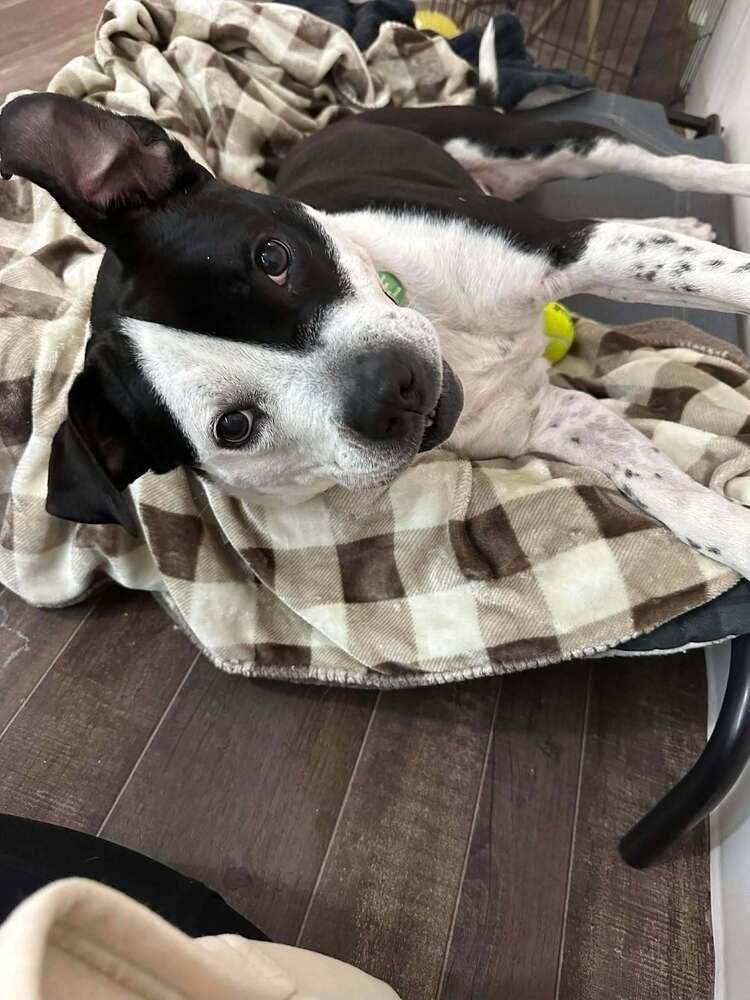 Enlarge Sophia, a Adopted mixed breed in Groveland, MA image 4/6