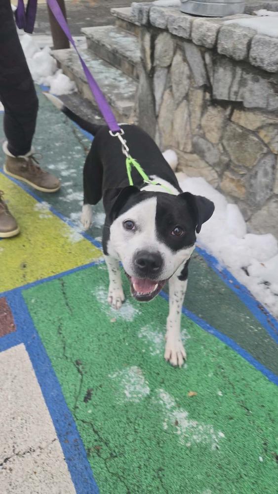 Enlarge Sophia, a Adopted mixed breed in Groveland, MA image 5/6