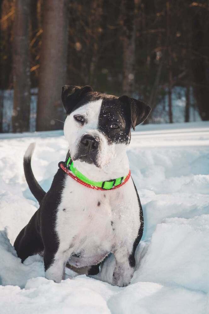 Enlarge Sophia, a Adopted mixed breed in Groveland, MA image 5/6