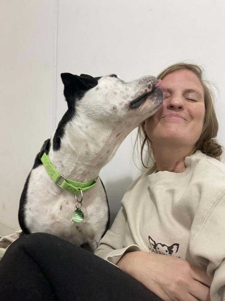 Enlarge Sophia, a Adopted mixed breed in Groveland, MA image 6/6