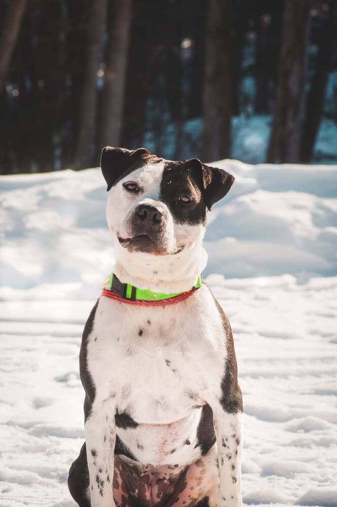 Enlarge Sophia, a Adopted mixed breed in Groveland, MA image 6/6