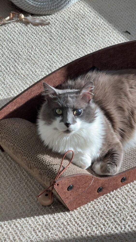 Enlarge Smokey Gilbert 7610, a Adopted Domestic Medium Hair in Dallas, TX image 1/6