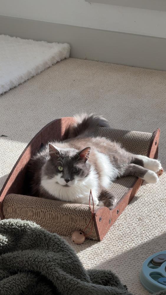 Enlarge Smokey Gilbert 7610, a Adopted Domestic Medium Hair in Dallas, TX image 2/6