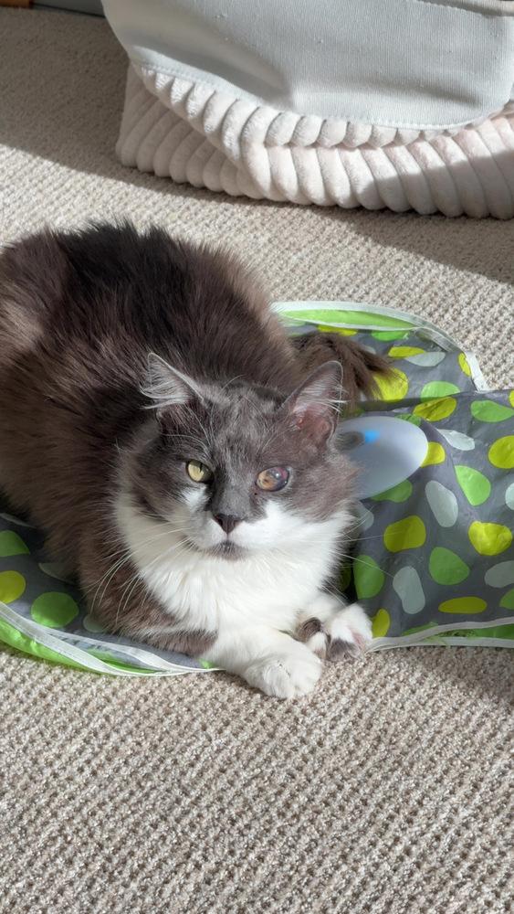 Enlarge Smokey Gilbert 7610, a Adopted Domestic Medium Hair in Dallas, TX image 3/6