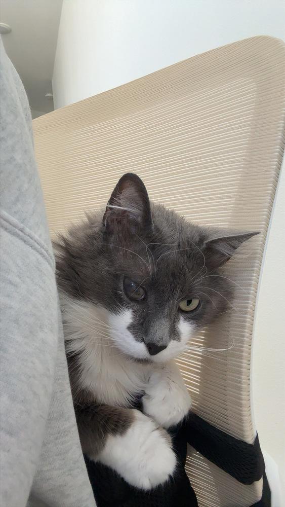 Enlarge Smokey Gilbert 7610, a Adopted Domestic Medium Hair in Dallas, TX image 4/6