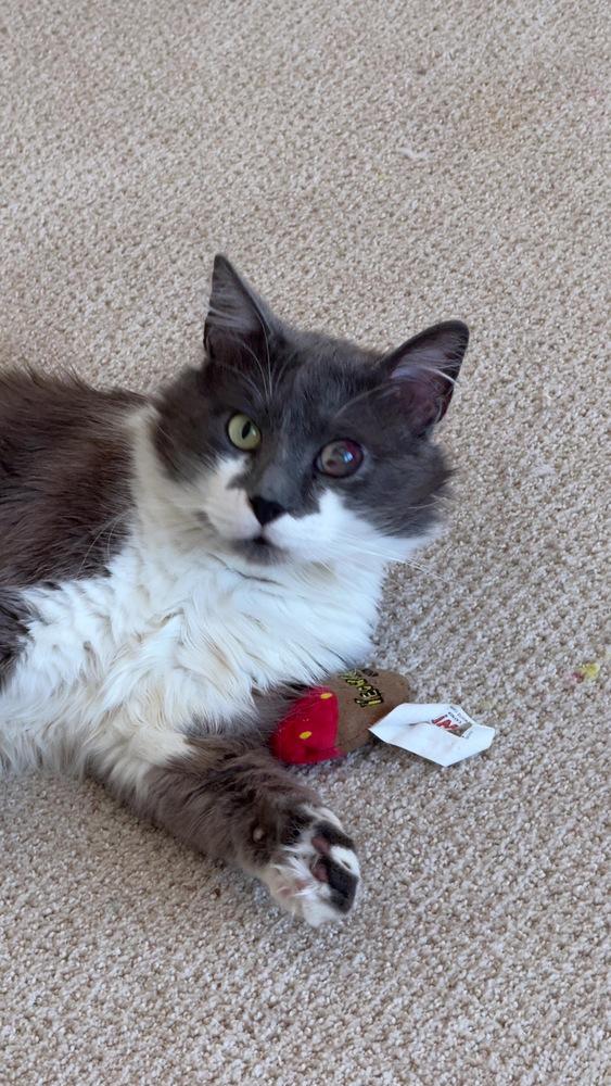 Enlarge Smokey Gilbert 7610, a Adopted Domestic Medium Hair in Dallas, TX image 5/6