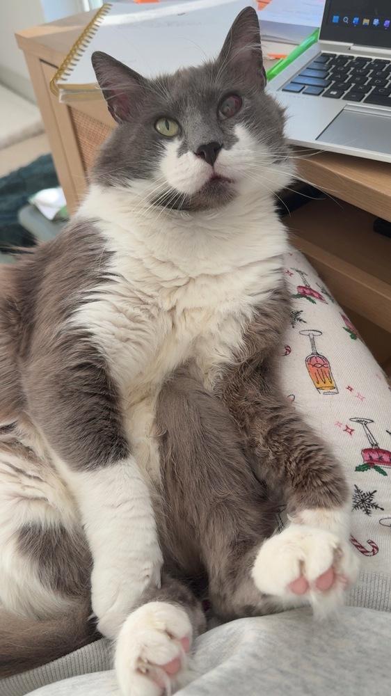 Enlarge Smokey Gilbert 7610, a Adopted Domestic Medium Hair in Dallas, TX image 6/6