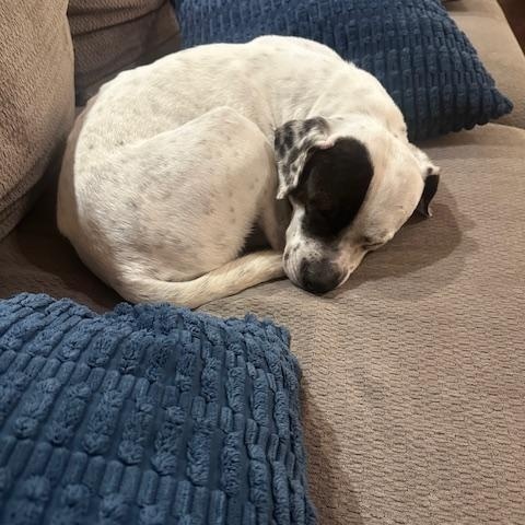 Enlarge Bruno, an adopted mixed breed in Lockport, IL image 4/6