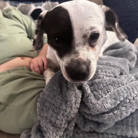 Enlarge Bruno, an adopted mixed breed in Lockport, IL image 6/6