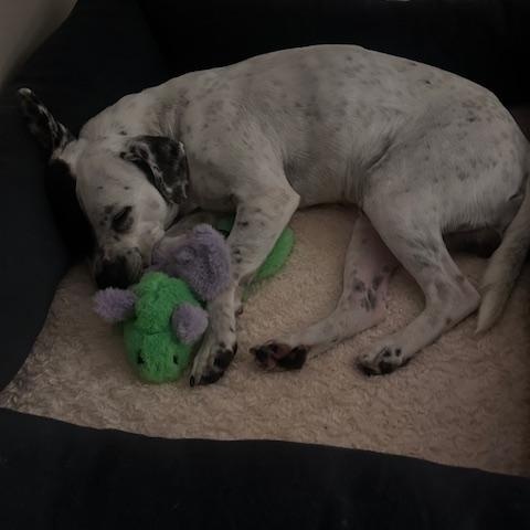 Enlarge Bruno, an adopted mixed breed in Lockport, IL image 3/6