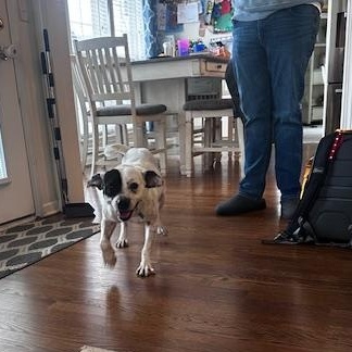 Enlarge Bruno, an adopted mixed breed in Lockport, IL image 5/6