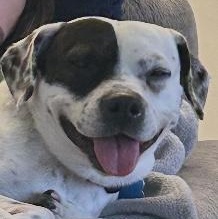 Enlarge Bruno, an adopted mixed breed in Lockport, IL image 1/6