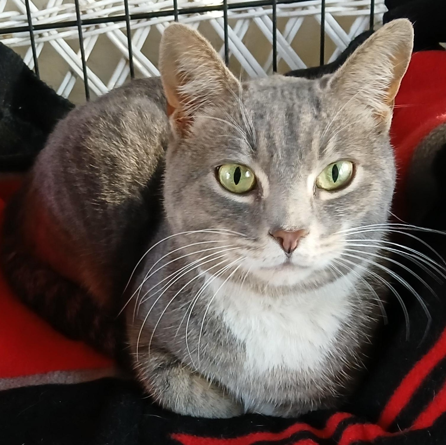 Enlarge Higbee, a ADOPTABLE mixed breed in Maple Shade, NJ image 1/1