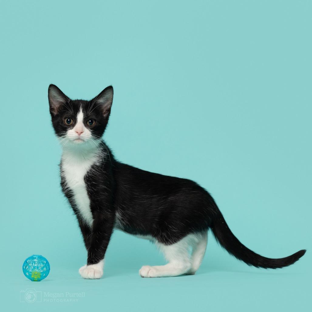 Agatha, Adoptable, Young Female Domestic Short Hair.