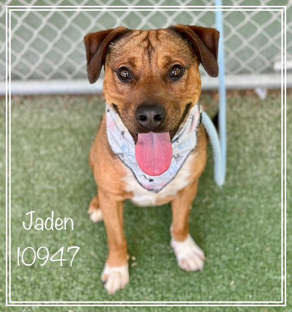 JADEN