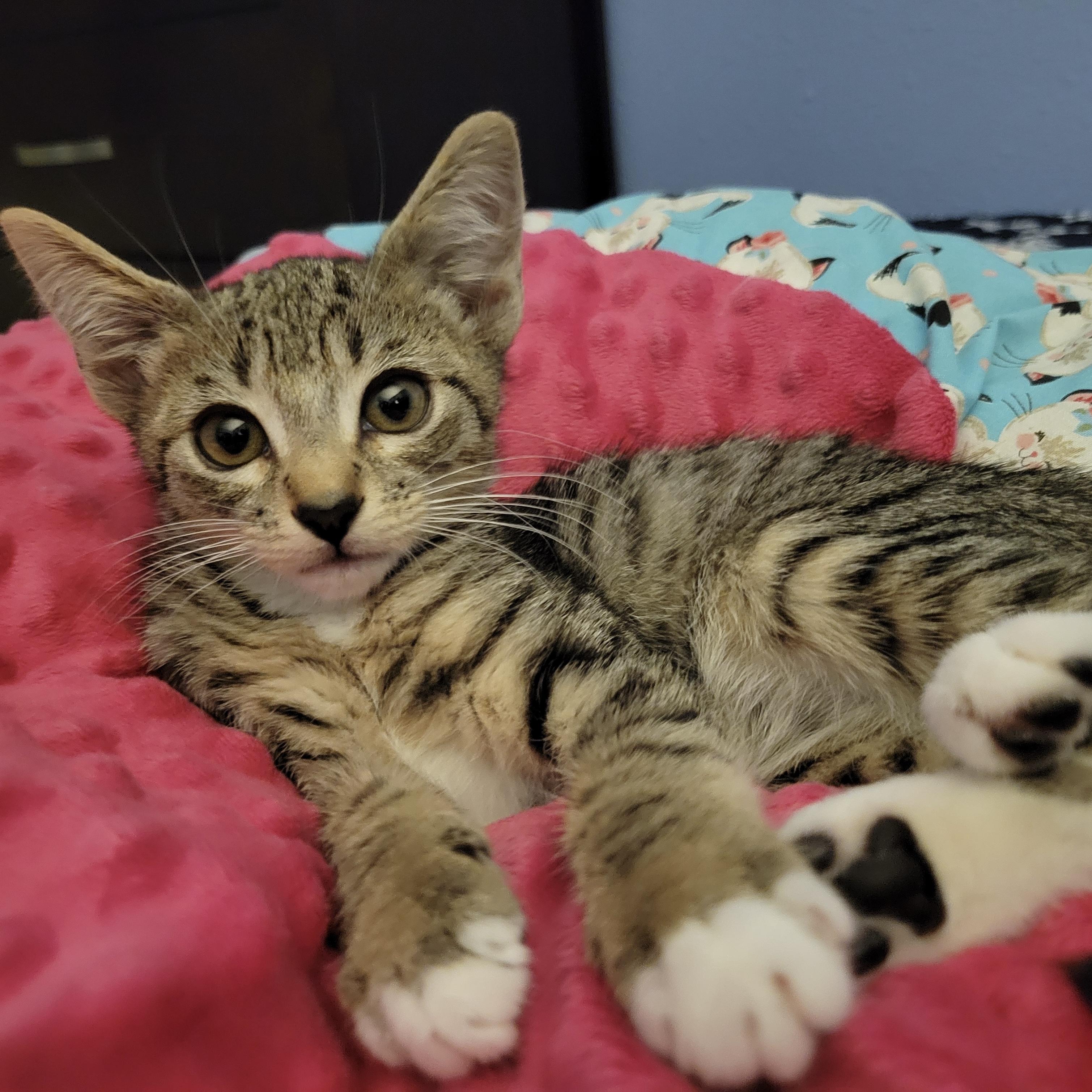 Bordeaux, an adoptable Domestic Short Hair in Los Angeles, CA image 3/6