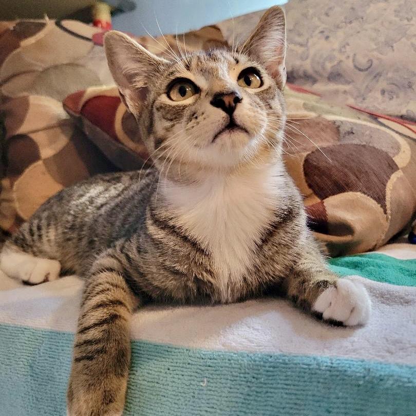 Bordeaux, an adoptable Domestic Short Hair in Los Angeles, CA image 2/6