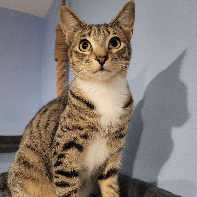 Bordeaux, an adoptable Domestic Short Hair in Los Angeles, CA image 6/6