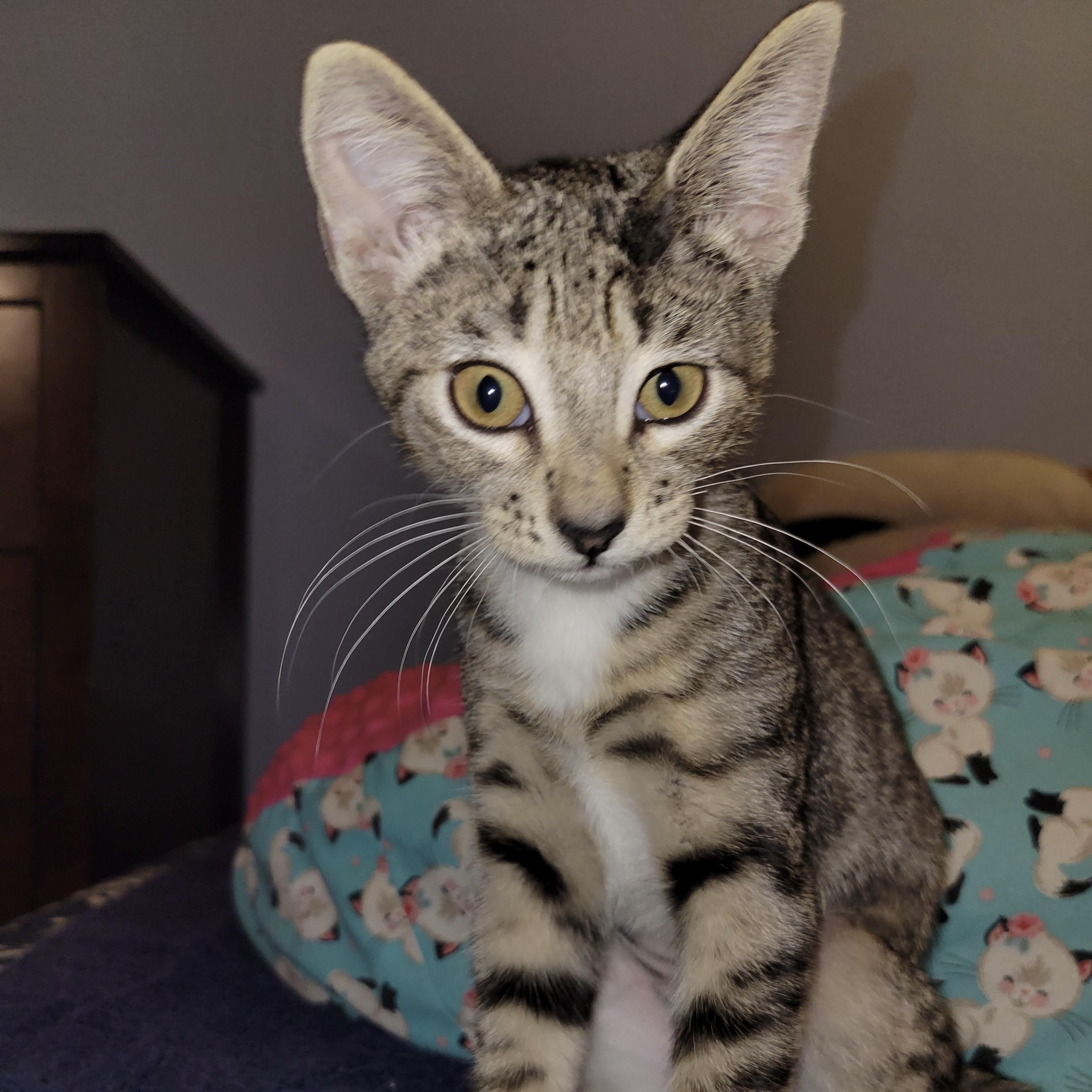 Bordeaux, an adoptable Domestic Short Hair in Los Angeles, CA image 4/6