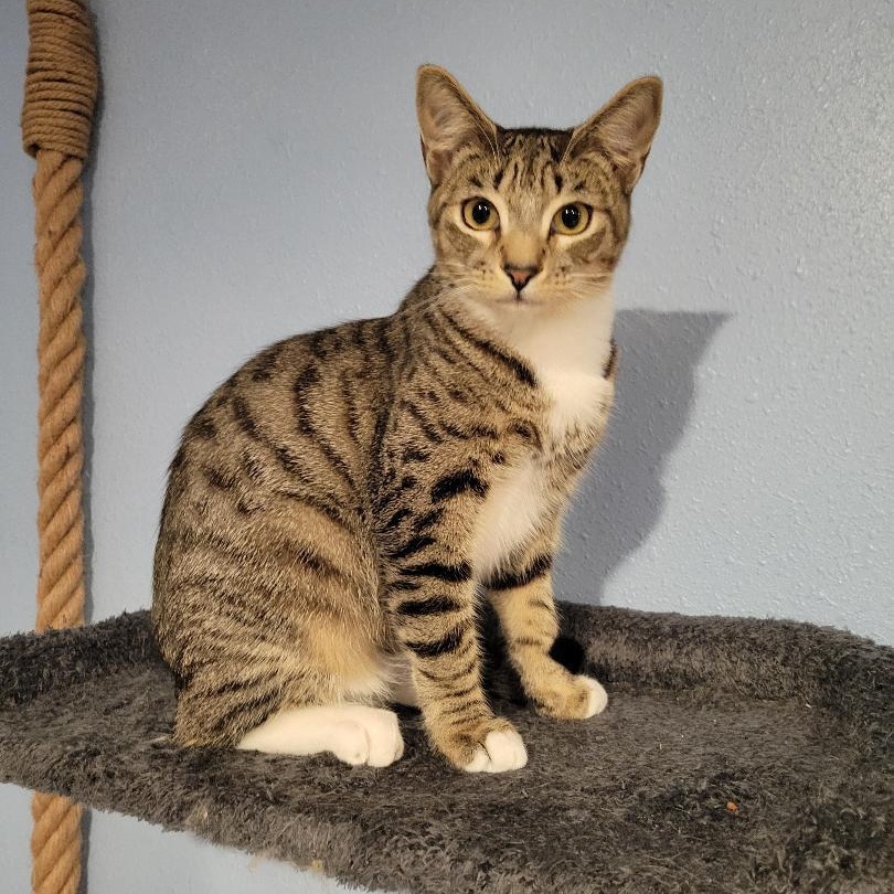 Bordeaux, an adoptable Domestic Short Hair in Los Angeles, CA image 1/6