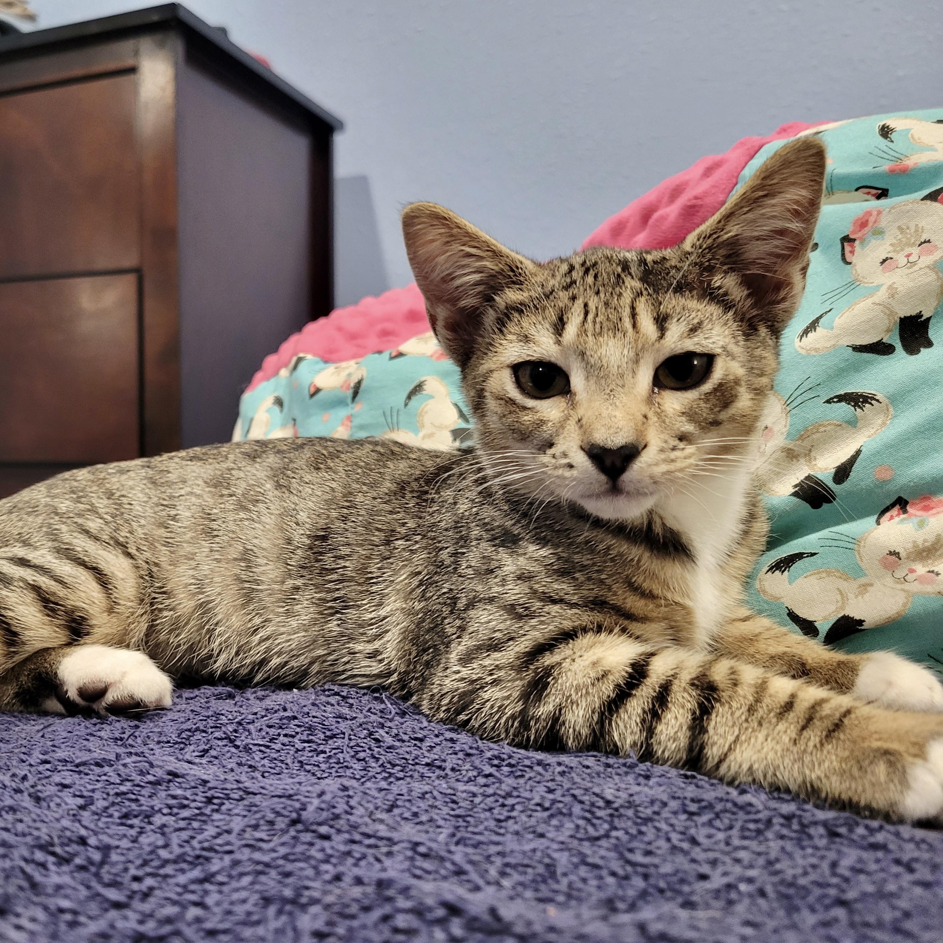 Bordeaux, an adoptable Domestic Short Hair in Los Angeles, CA image 5/6