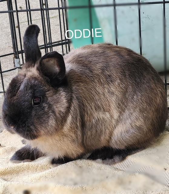 Enlarge Oddie (South Surrey), an adopted mixed breed in Vancouver, BC image 2/2