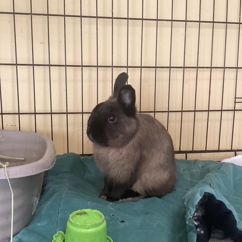 Oddie (South Surrey), adopted, Young Male Dwarf.