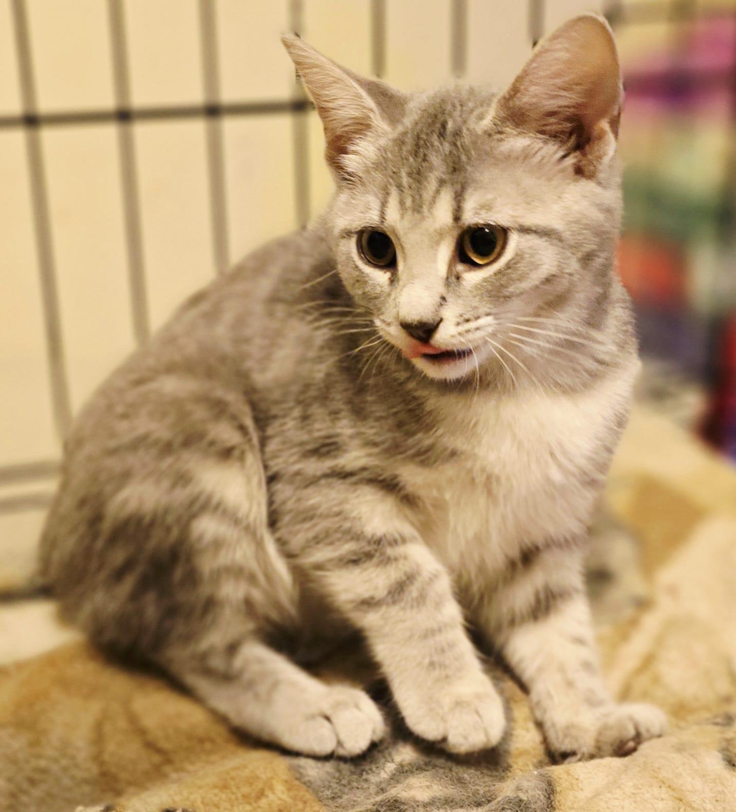 Enlarge Grille, an adopted Domestic Short Hair in Nottingham, MD image 4/4